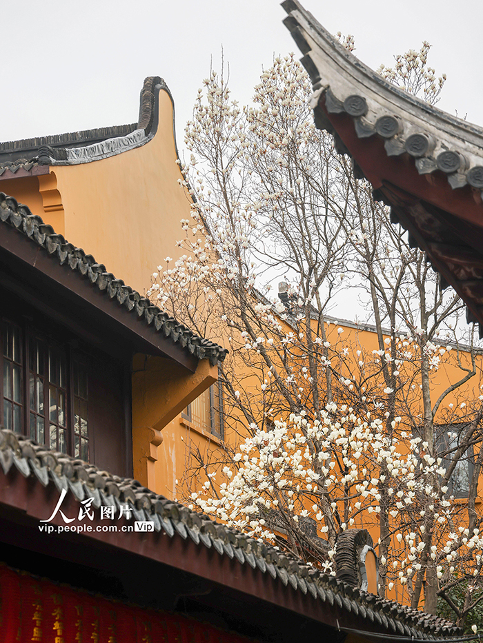 上海：龍華寺白玉蘭迎春綻放【8】