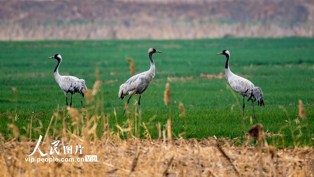 山西永濟：黃河濕地 候鳥翩躚【4】