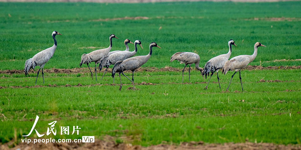 山西永濟：黃河濕地 候鳥翩躚【3】