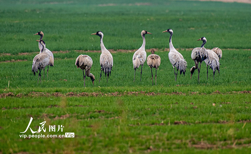 山西永濟：黃河濕地 候鳥翩躚【2】