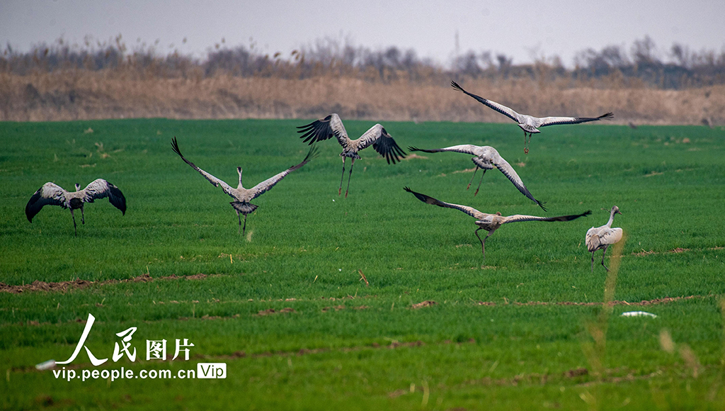 山西永濟：黃河濕地 候鳥翩躚