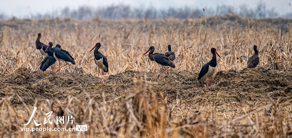 山西永濟：黃河濕地 候鳥翩躚【5】