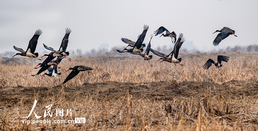 山西永濟：黃河濕地 候鳥翩躚【6】