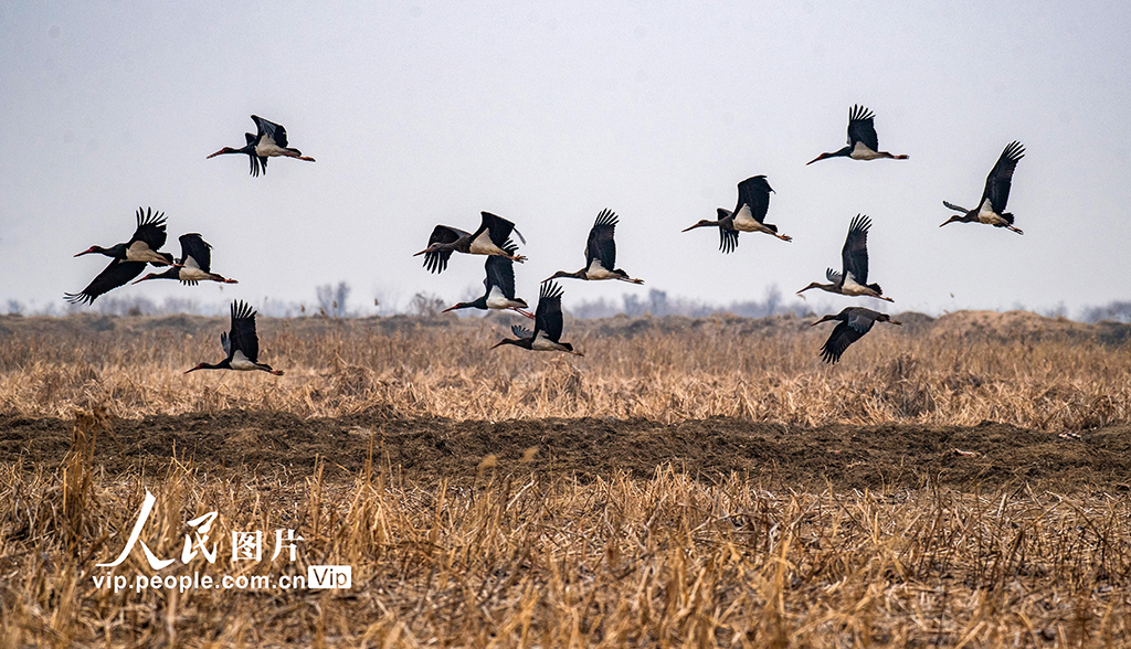 山西永濟：黃河濕地 候鳥翩躚【7】