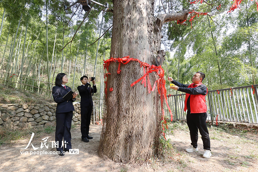 浙江德清：撐起古樹名木“保護傘”【3】