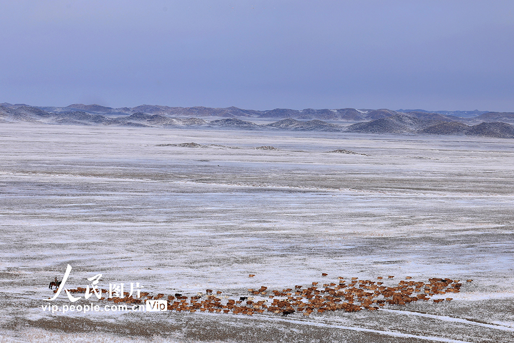 新疆阿勒泰：牧民踏上春季轉場路【4】