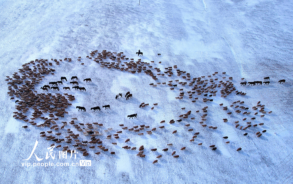 新疆阿勒泰：牧民踏上春季轉場路【6】