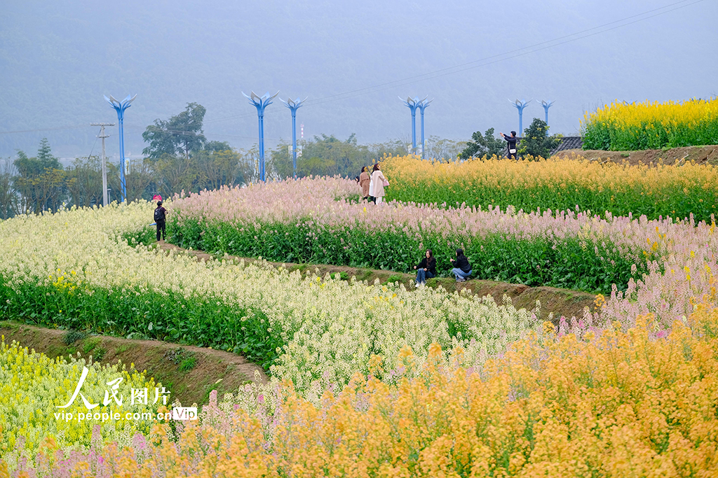 四川宜賓：油菜花開迎客來【4】