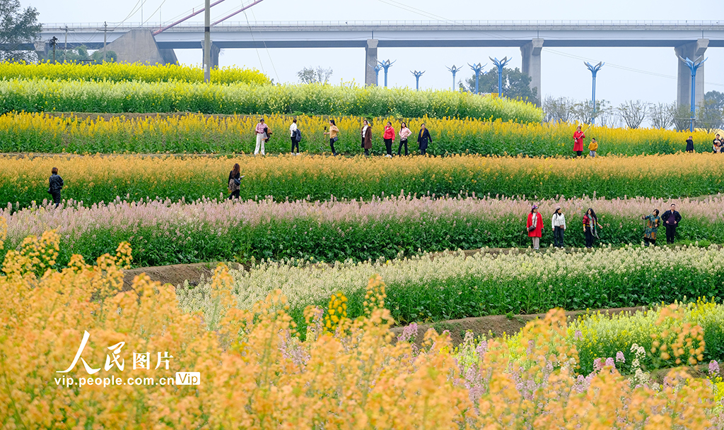 四川宜賓：油菜花開迎客來【3】