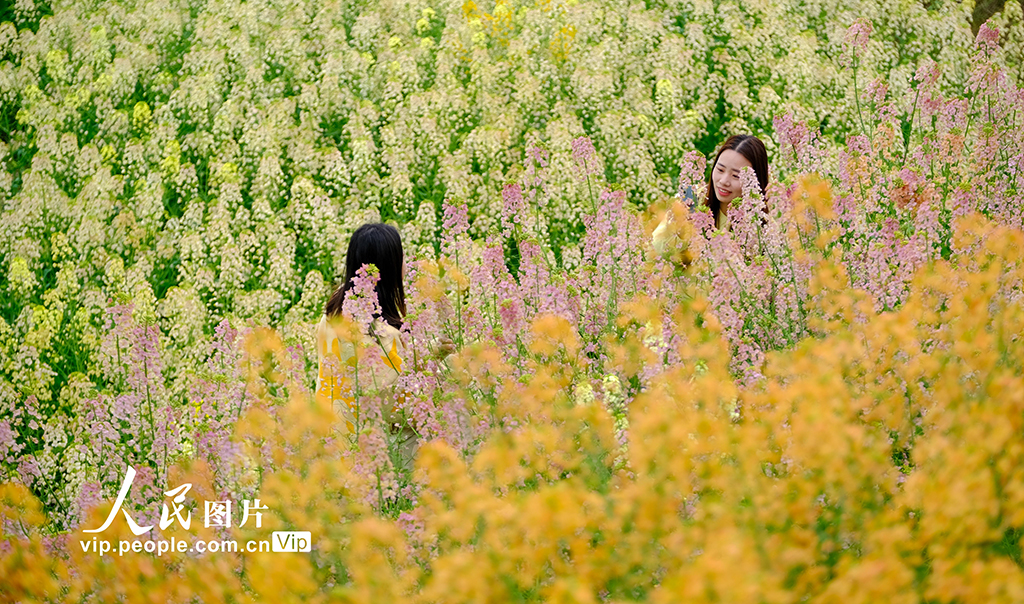 四川宜賓：油菜花開迎客來【2】