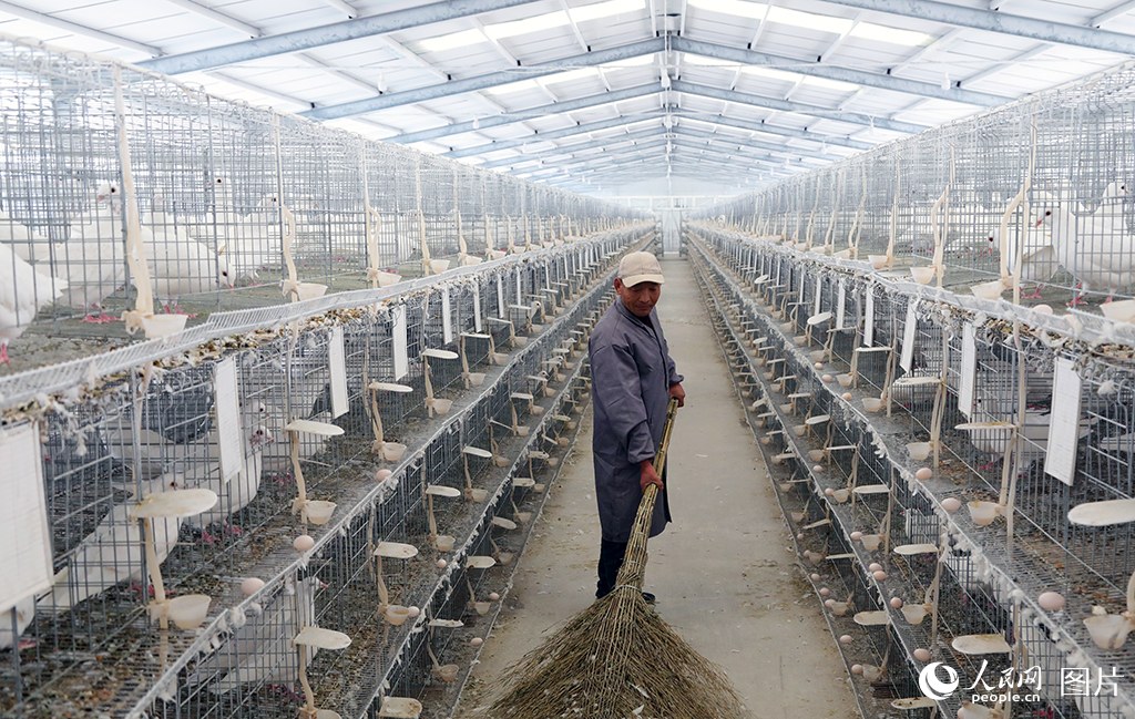 山東鄄城：蛋鴿養殖壯大村集體經濟【3】