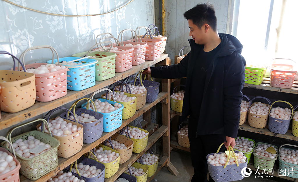 山東鄄城：蛋鴿養殖壯大村集體經濟【4】