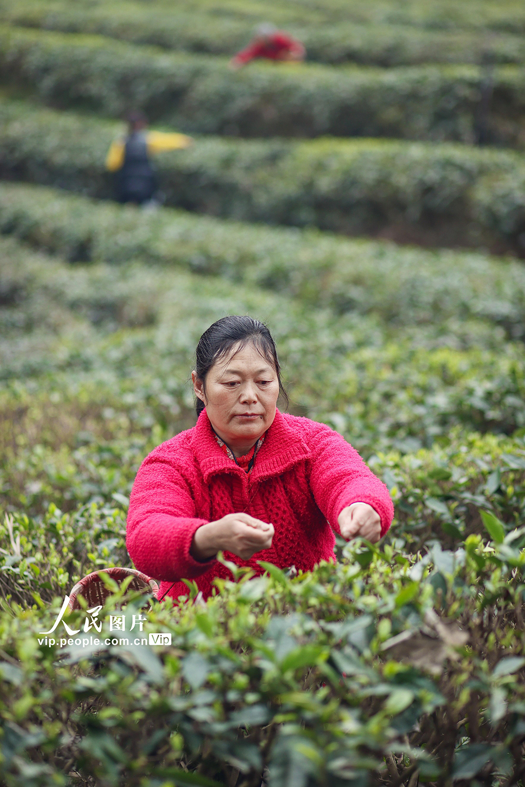 四川遂寧：春茶采摘【4】