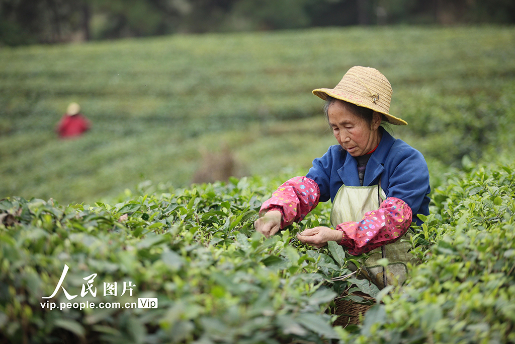 四川遂寧：春茶采摘【3】
