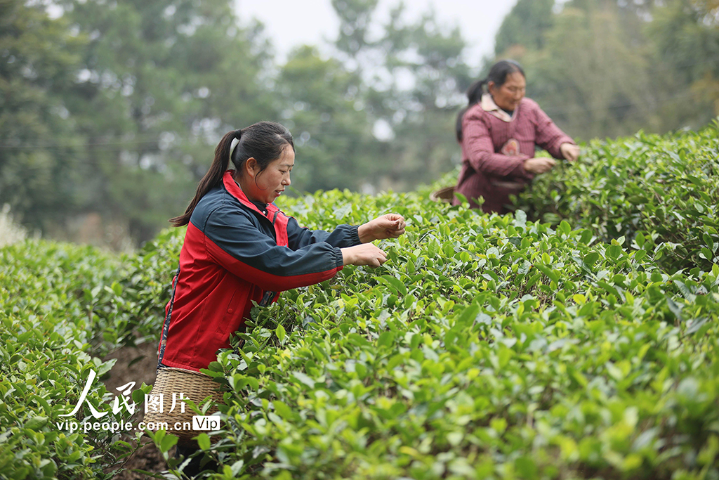 四川遂寧：春茶采摘【2】