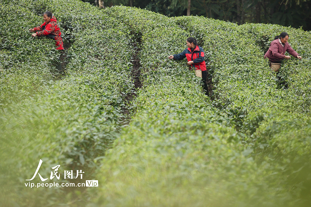 四川遂寧：春茶采摘