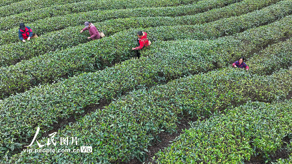四川遂寧：春茶采摘【5】