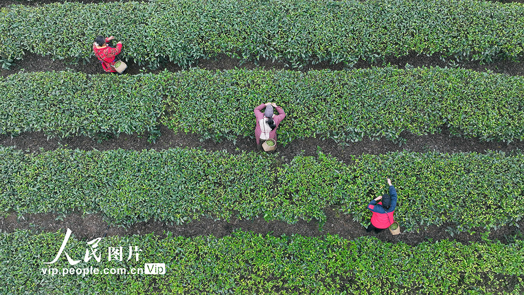 四川遂寧：春茶采摘【6】