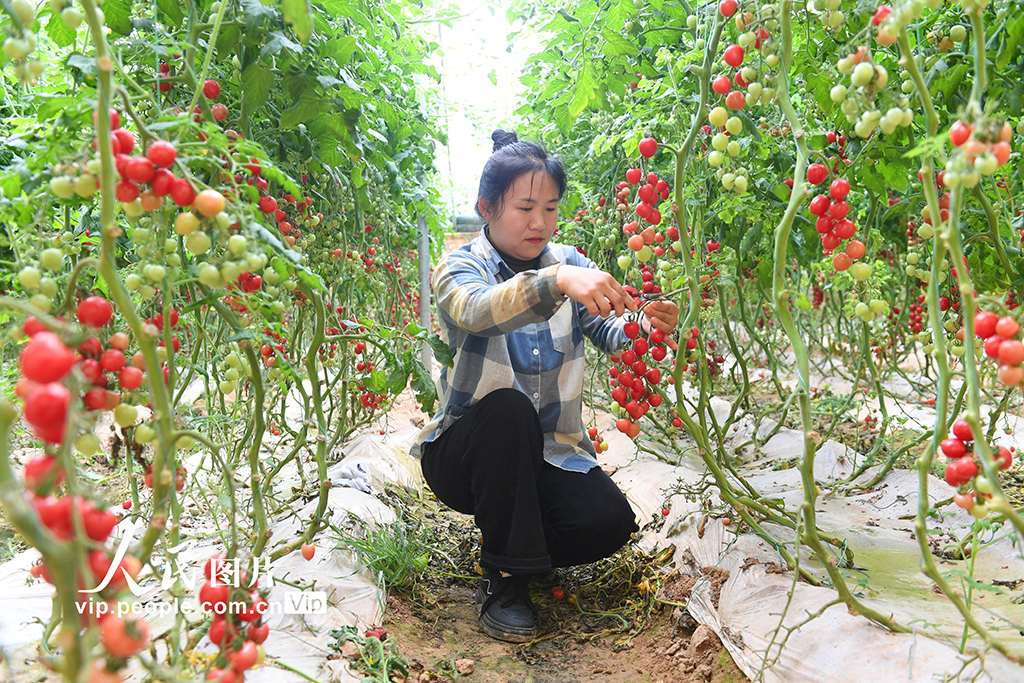 山西稷山：發展大棚經濟