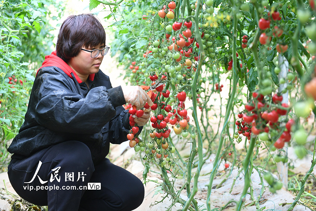 山西稷山：發展大棚經濟【2】