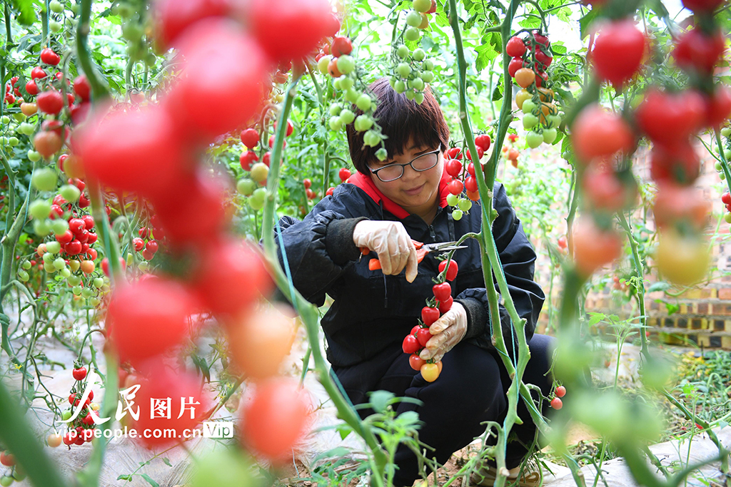 山西稷山：發展大棚經濟【5】