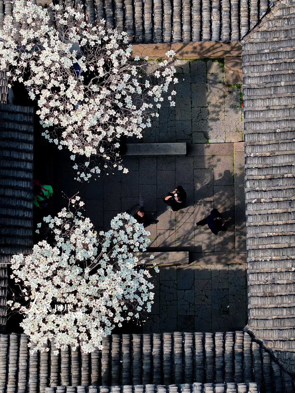 江蘇昆山：周莊古鎮玉蘭綻放【5】