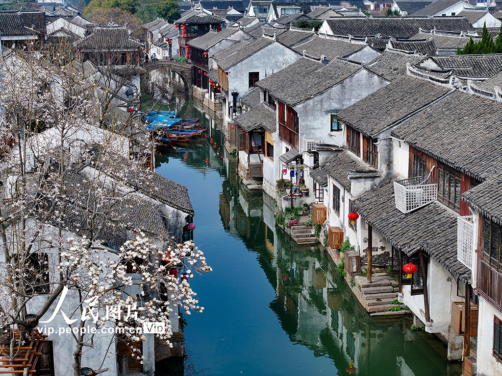 江蘇昆山：周莊古鎮玉蘭綻放【2】