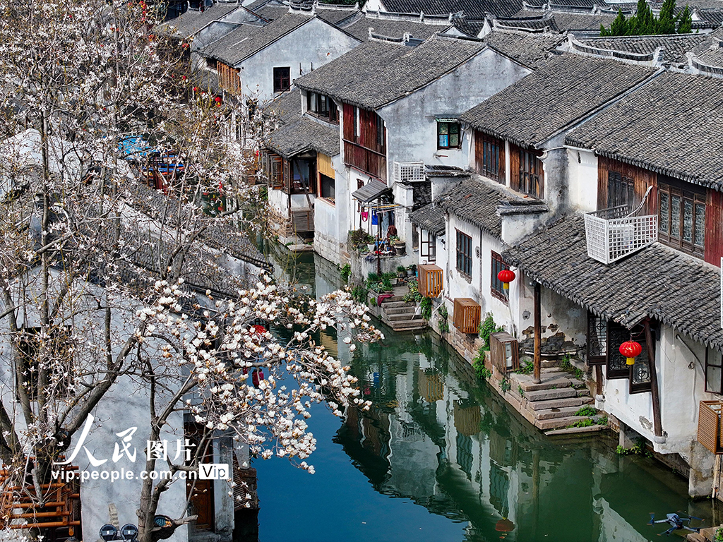 江蘇昆山：周莊古鎮玉蘭綻放