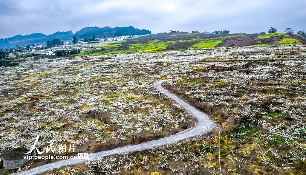 云南綏江：金沙江畔春景如畫【3】