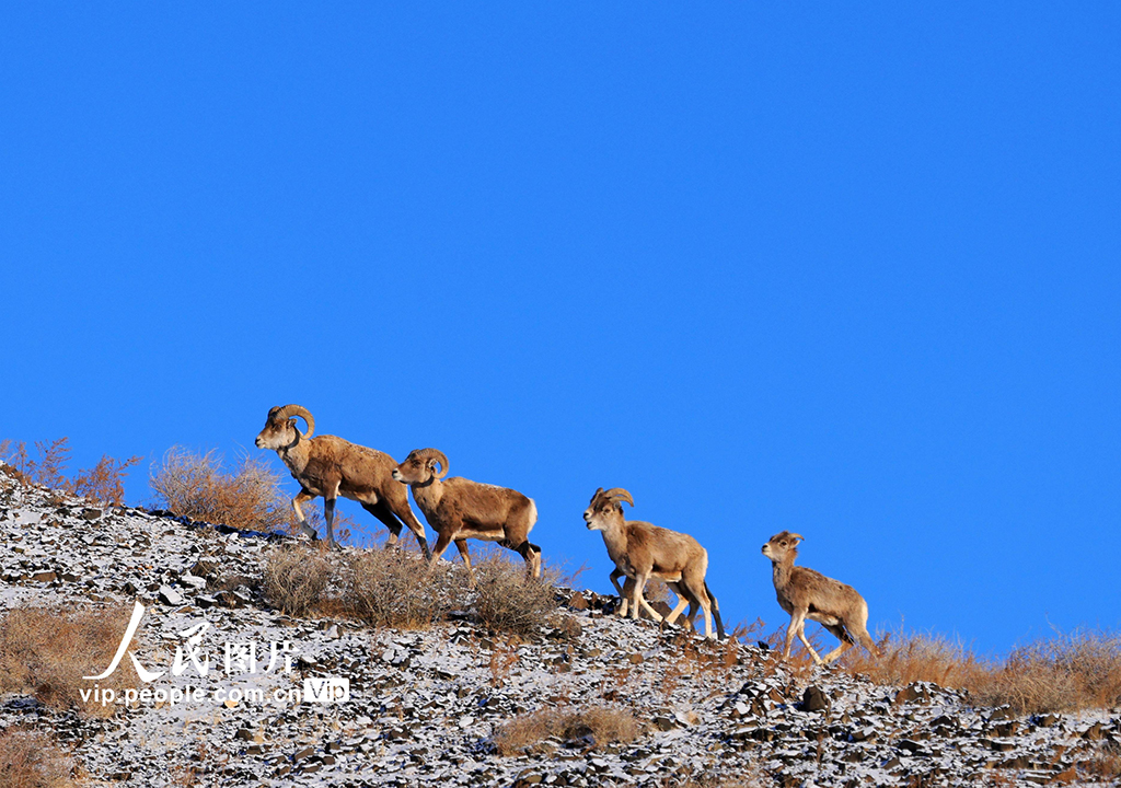 新疆阿勒泰：薩吾爾山野生動物覓食嬉戲【2】