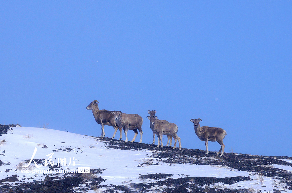 新疆阿勒泰：薩吾爾山野生動物覓食嬉戲【3】