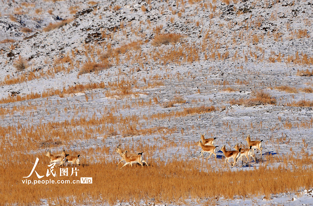 新疆阿勒泰：薩吾爾山野生動物覓食嬉戲【4】