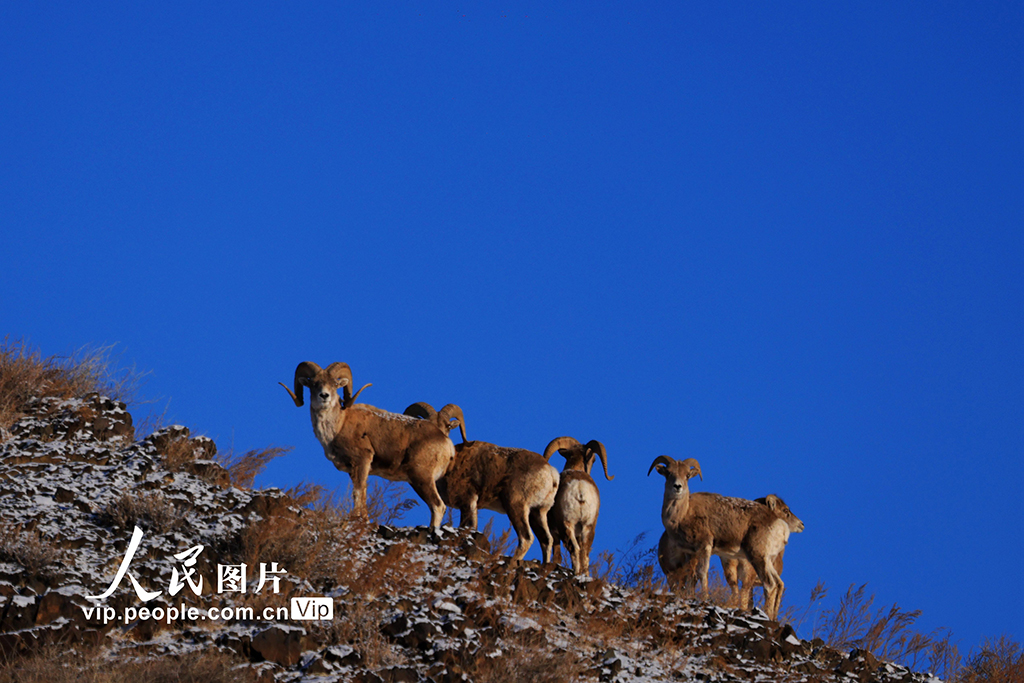 新疆阿勒泰：薩吾爾山野生動物覓食嬉戲【6】