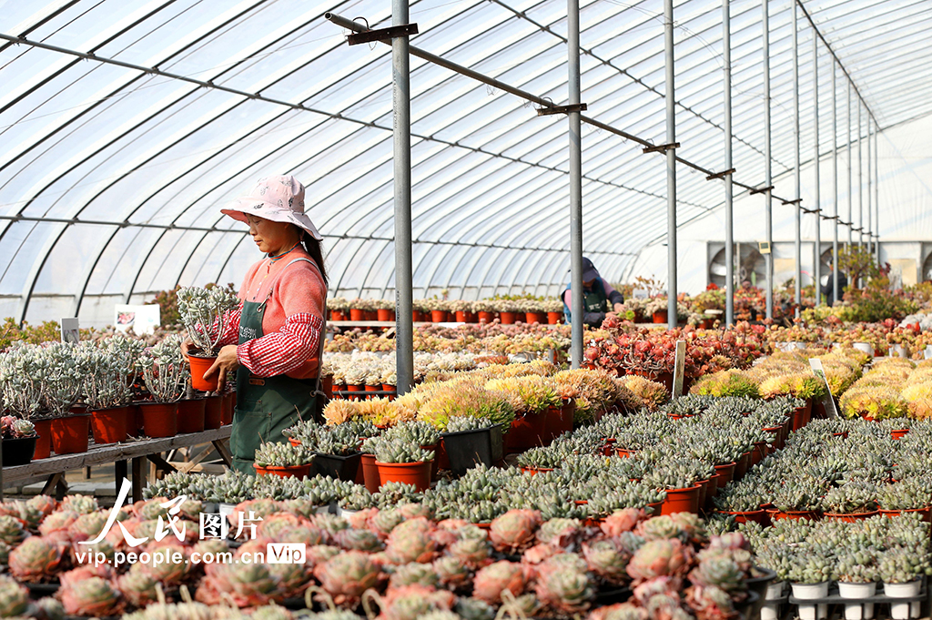山東青島：“花卉經濟”賦能鄉村振興【4】