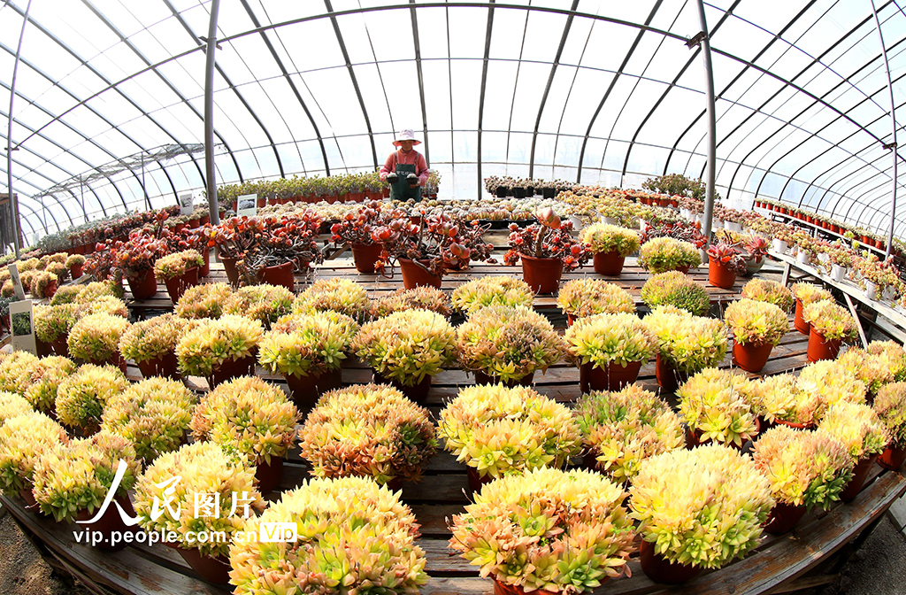 山東青島：“花卉經濟”賦能鄉村振興【3】