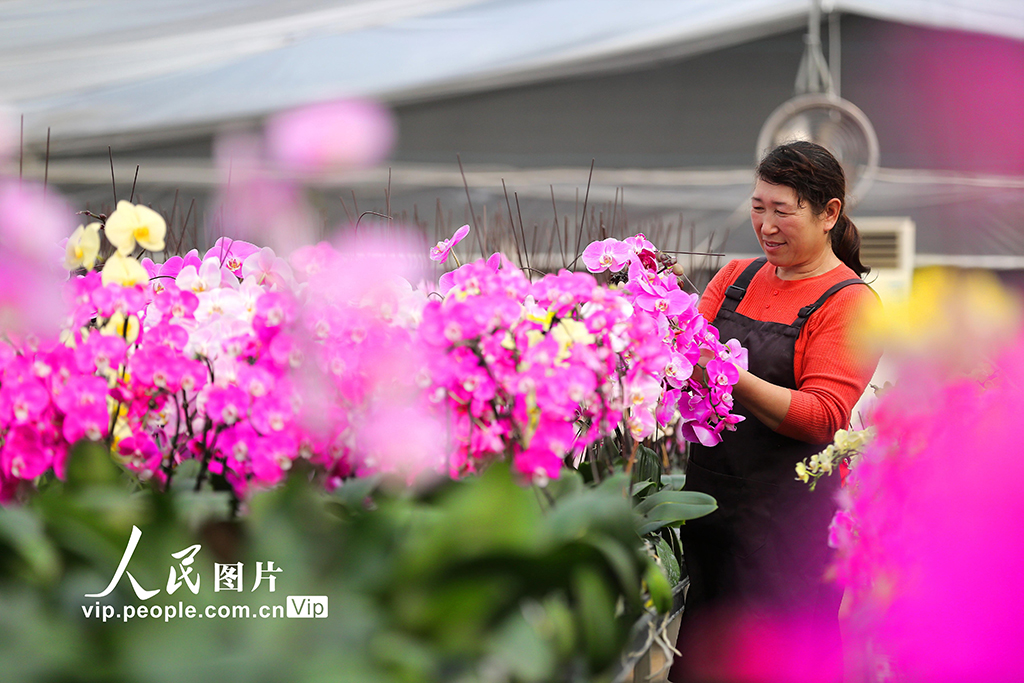 山東青島：“花卉經濟”賦能鄉村振興【6】