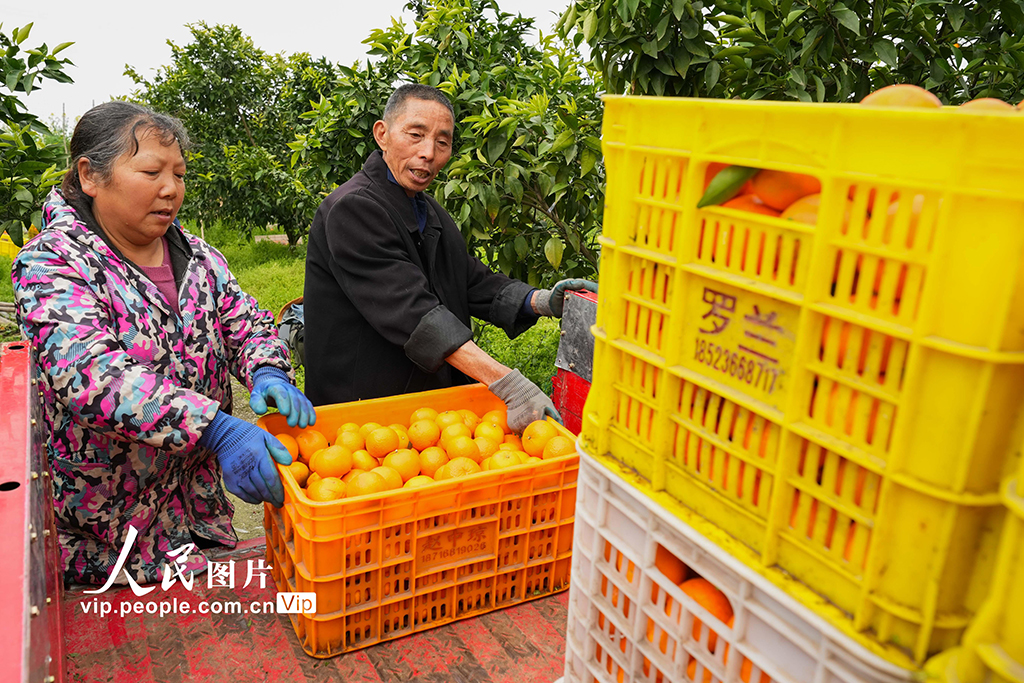 重慶墊江：采收晚熟柑橘【2】