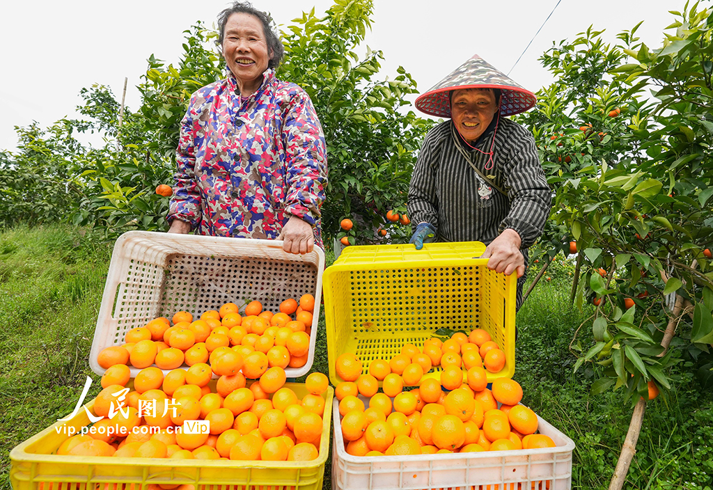 重慶墊江：采收晚熟柑橘【3】