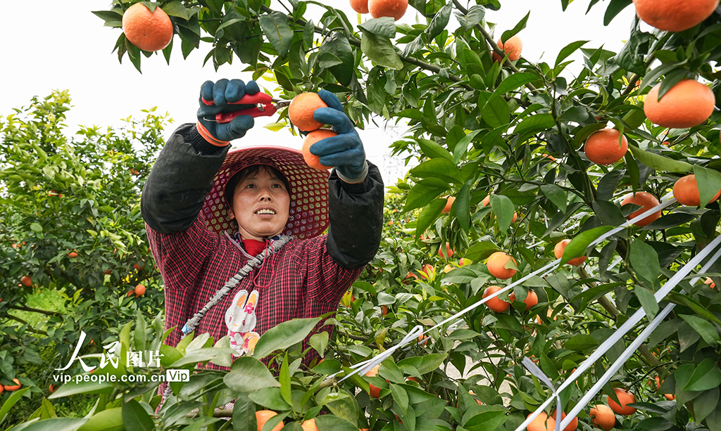 重慶墊江：采收晚熟柑橘【4】