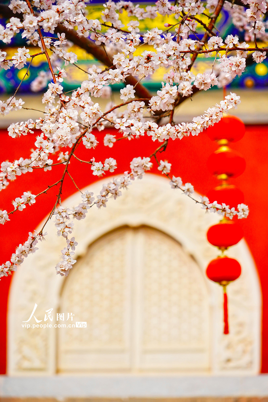 北京：北海公園山桃花盛開【2】