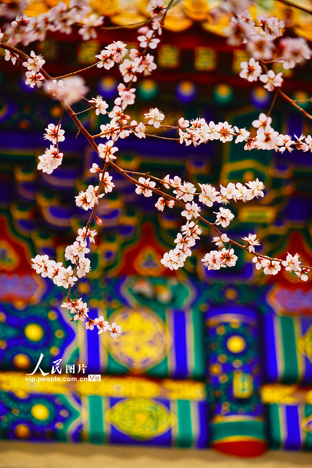 北京：北海公園山桃花盛開【4】