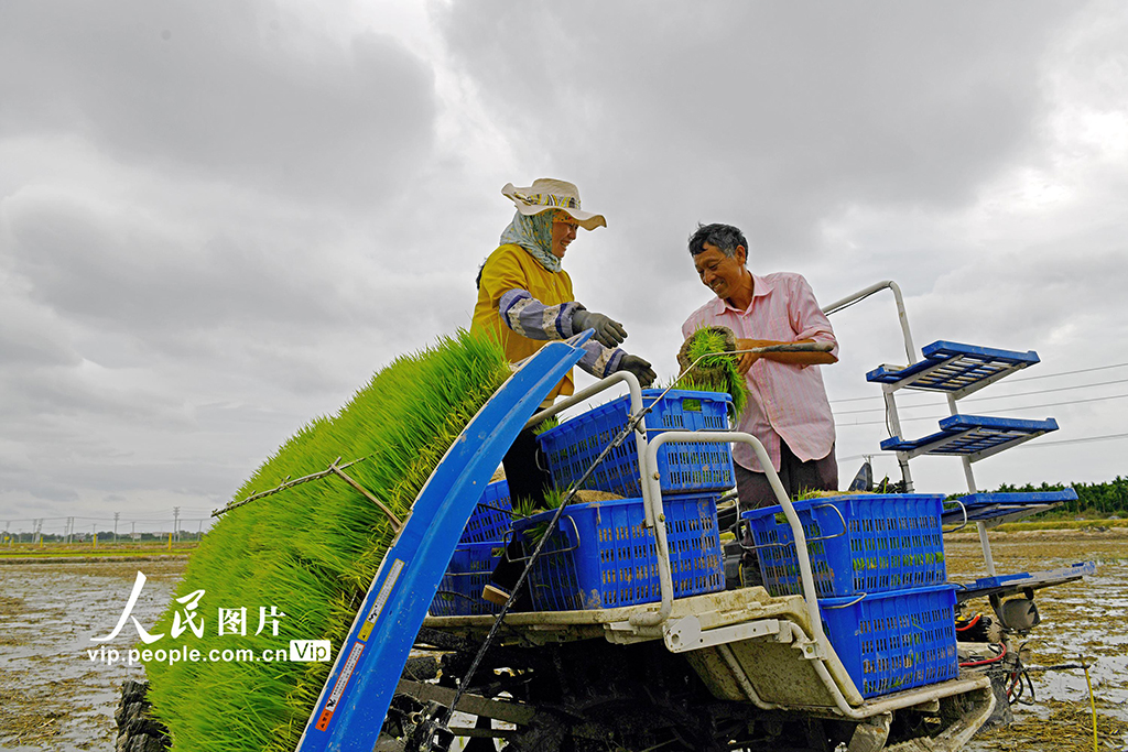 海南樂東：搶抓農時插秧忙
