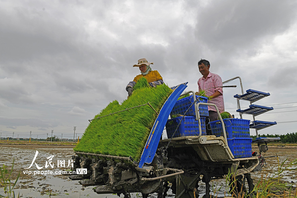 海南樂東：搶抓農時插秧忙【2】