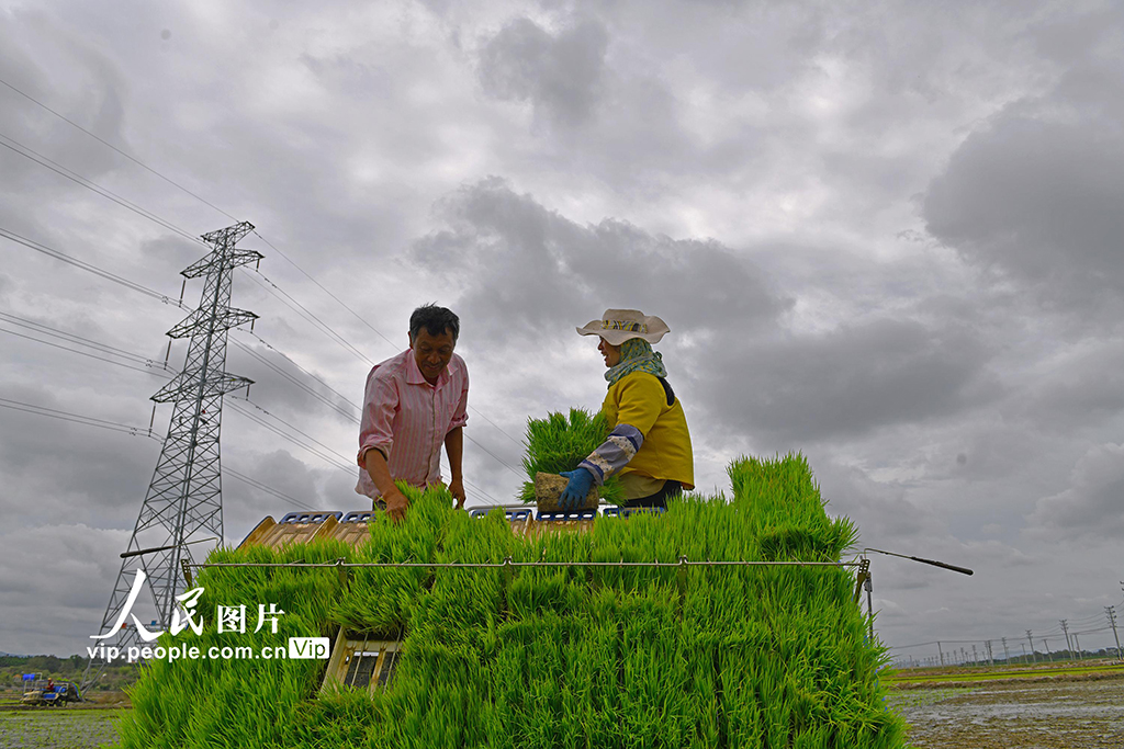 海南樂東：搶抓農時插秧忙【3】