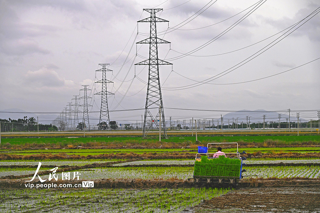 海南樂東：搶抓農時插秧忙【4】