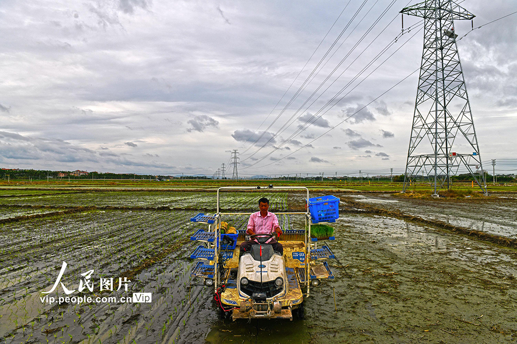 海南樂東：搶抓農時插秧忙【5】