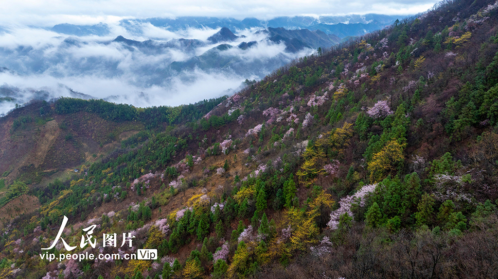 安徽寧國：野櫻絢爛綻放【2】