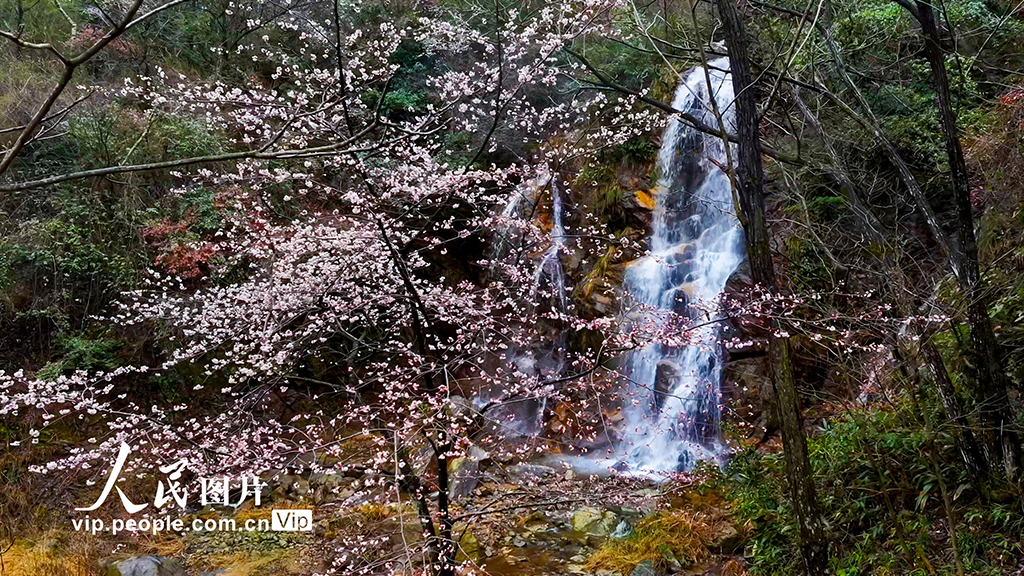 安徽寧國：野櫻絢爛綻放【4】
