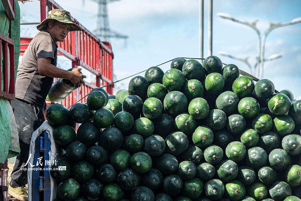 海南瓊海：冬瓜采摘上市