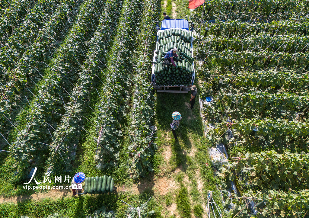 海南瓊海：冬瓜采摘上市【2】